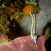 Hypselodoris azul y amarillo (8)