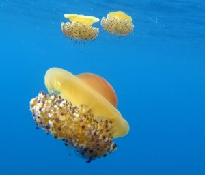 lee-balelles-zona-de-inmersion-piscis-diving