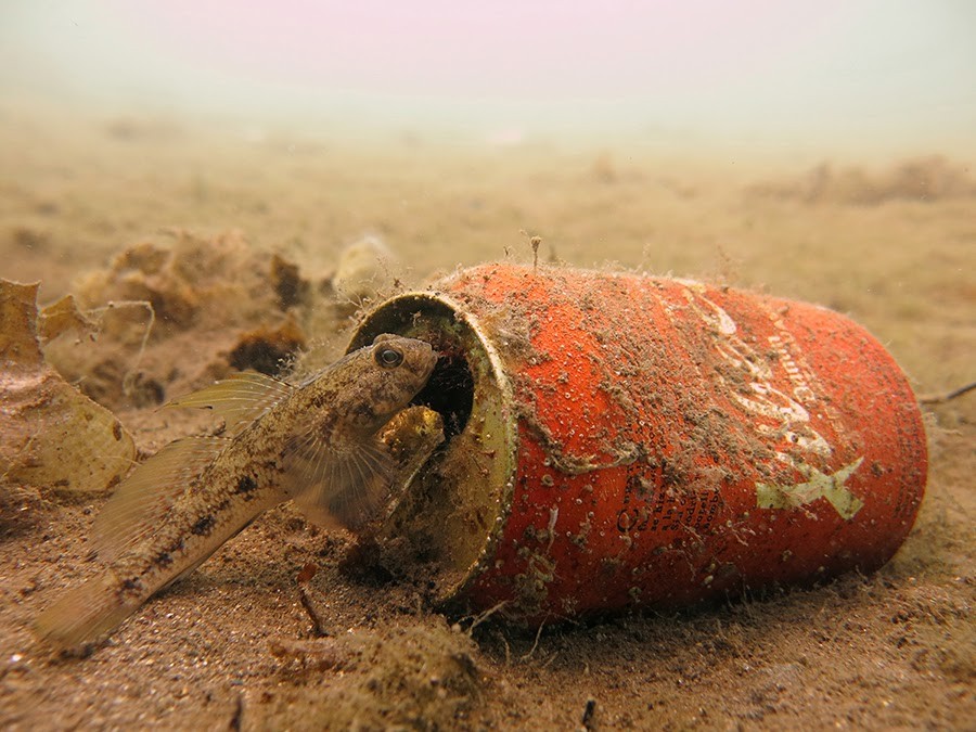 limpieza del fondo submarino 2013