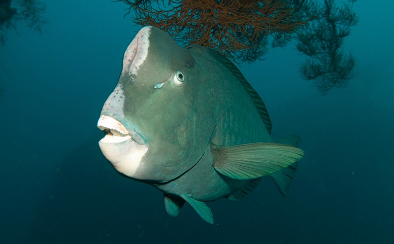 liberty wreck