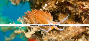 bucear-costa-brava-submarinismo-buceo