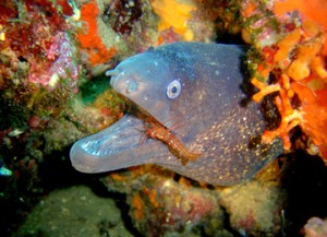 les-coves-zona-de-inmersion-piscis-diving