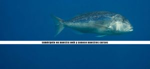 bucear-costa-brava-submarinismo-buceo-cursos-titulacion-padi