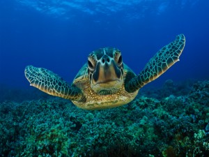 Tortuga-nadando-sobre-el-fondo-del-mar