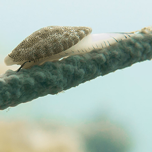 Bautizo Submarino costa brava Piscis Diving