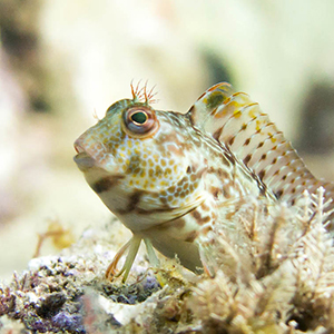 Curso-padi-dive-master costa brava 