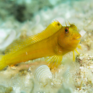 Primeros auxilios cursos piscis diving