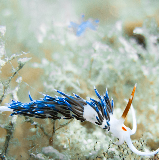 zonas de inmersion piscis diving