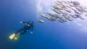 buzo-detras-banco-peces