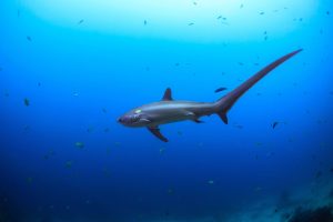 tiburon-zorro-pelagico-filipinas