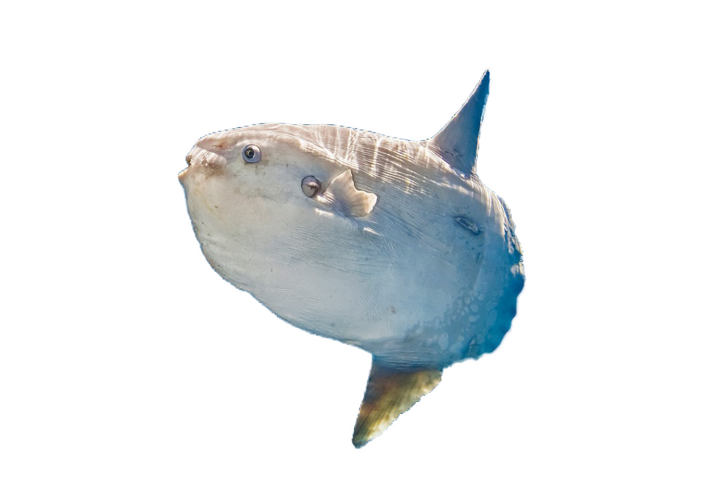 molamola Piscis Diving