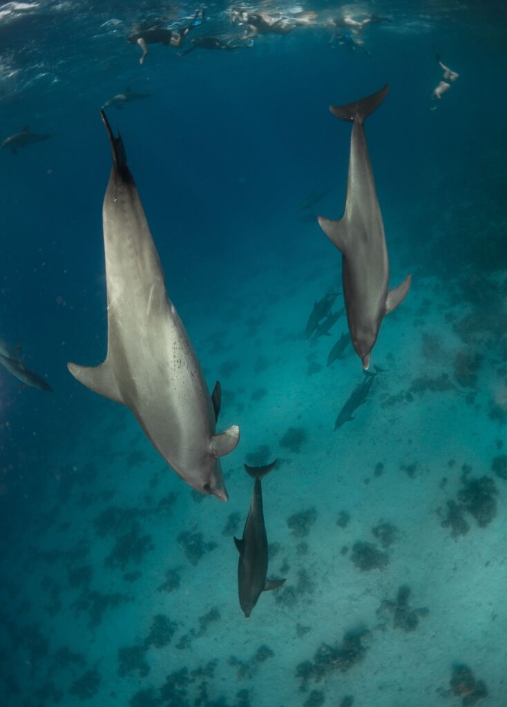 Bucear mar rojo expediciones buceo