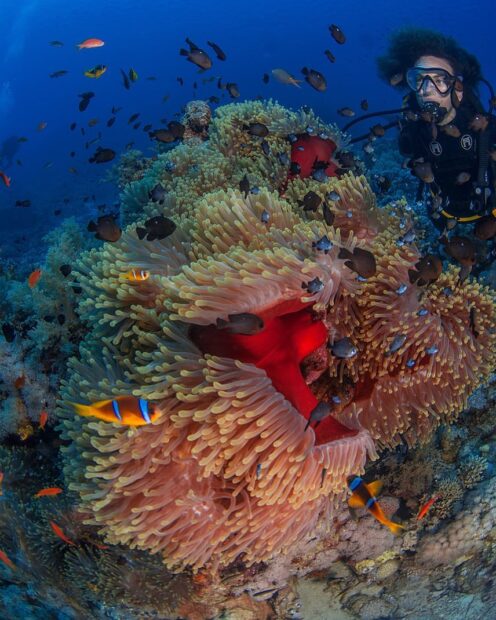 Descubre la belleza de bucear mar rojo