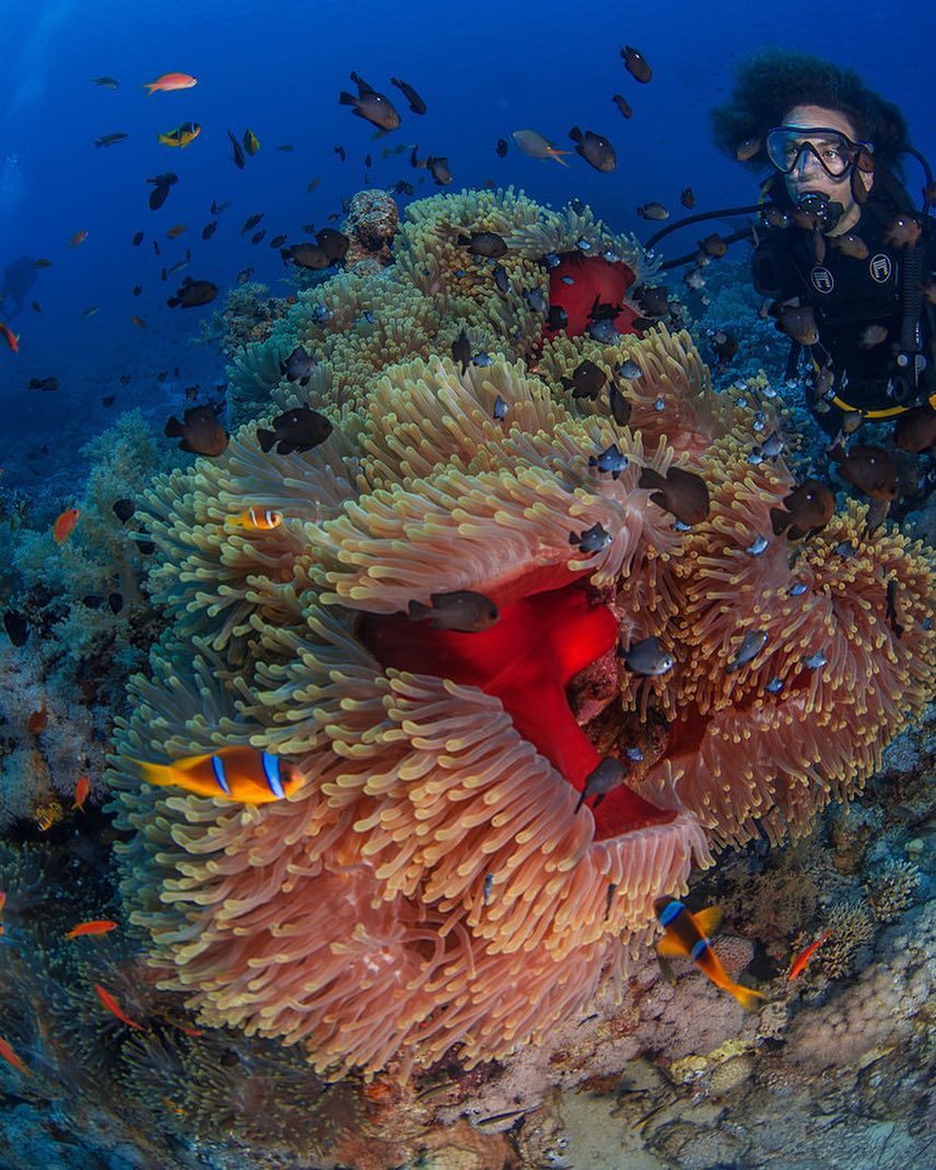 Mar Rojo enamora Descubre la belleza de bucear mar rojo