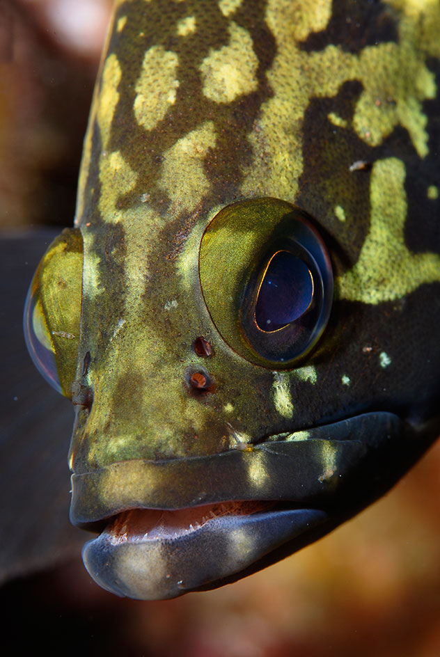 zonas de buceo costa brava