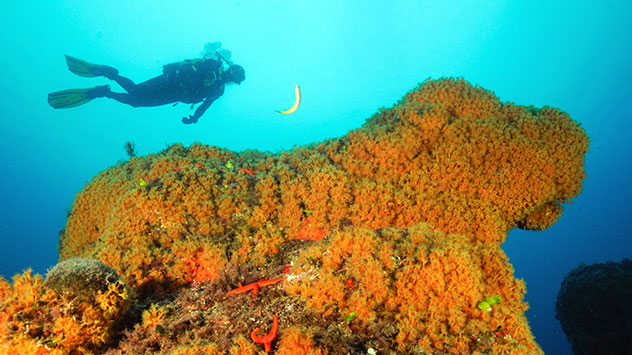 zona de inmersion costa brava Piscis Diving