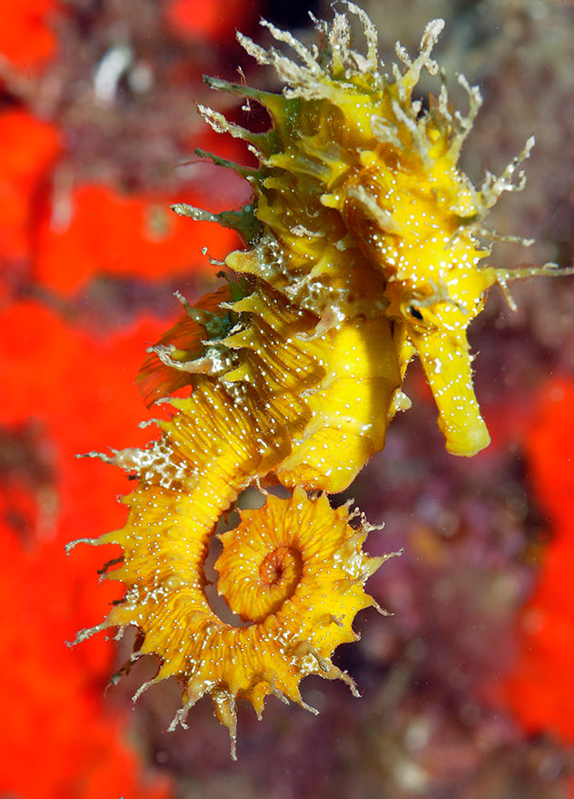 sitios buceo costa brava